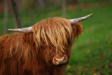 Highland Calf (Landscape Orientation) Stock Photo