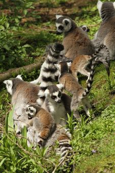 Family Of Ring-tailed Lemur In The Grass Royalty Free Stock Image