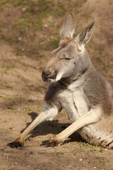 Kangaroo Sitting On The Ground Stock Images