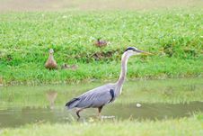 Great Blue Heron Hunting In Marsh Royalty Free Stock Photo Great Blue Heron Hunting In Marsh Royalty Free Stock Photo