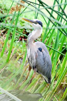 Great Blue Heron In Marshland Stock Photos Great Blue Heron In Marshland Stock Photos