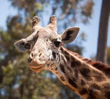 Close-up Of Giraffe Head Stock Image