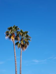 Exotic Scenery - Palms Royalty Free Stock Photo Exotic Scenery - Palms Royalty Free Stock Photo