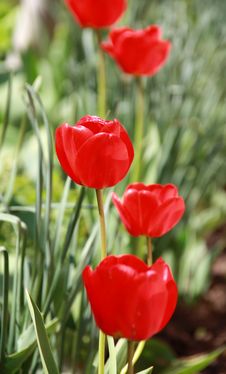 Spring Tulip Stock Image Spring Tulip Stock Image