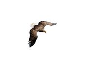 White Tailed Eagle In Flight Royalty Free Stock Photo