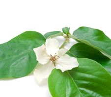 Branch With Juicy Green Leaves And A White Flower Stock Images Branch With Juicy Green Leaves And A White Flower Stock Images