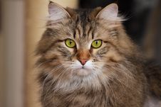 Siberian Cat With Green Eyes Royalty Free Stock Images Siberian Cat With Green Eyes Royalty Free Stock Images
