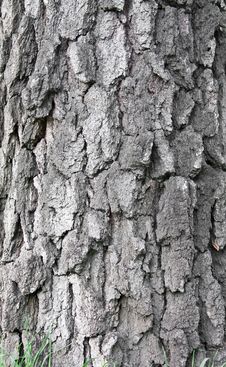 Old Birch Tree Bark Stock Image