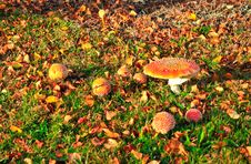 Mushrooms Royalty Free Stock Images Mushrooms Royalty Free Stock Images