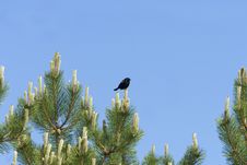 Blackbird And Pine Royalty Free Stock Photos Blackbird And Pine Royalty Free Stock Photos