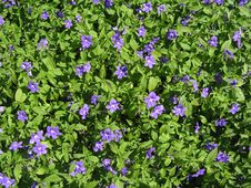 Violet Flowers Royalty Free Stock Images