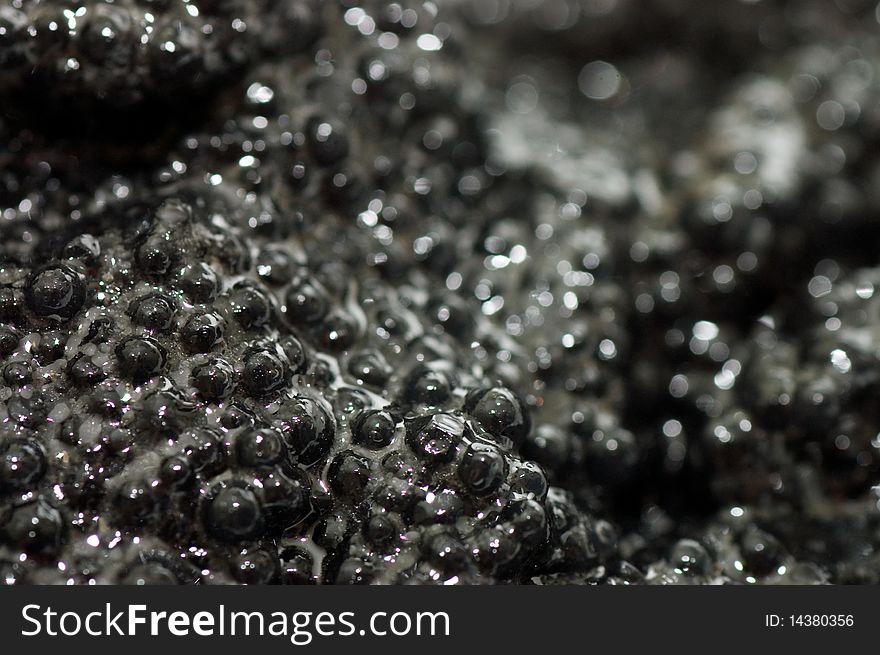 Black fish caviar close up background