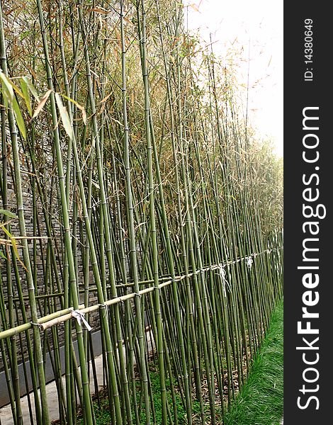 Bamboo stand in line, natural green background