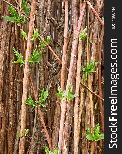 Young Green Shoots Of Jasmine