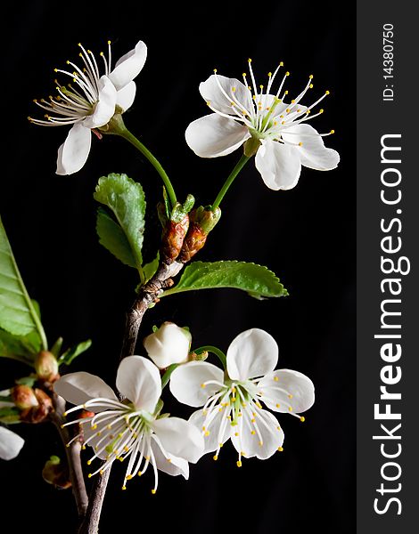 Beautiful flowers blooming cherry on a black background. Beautiful flowers blooming cherry on a black background