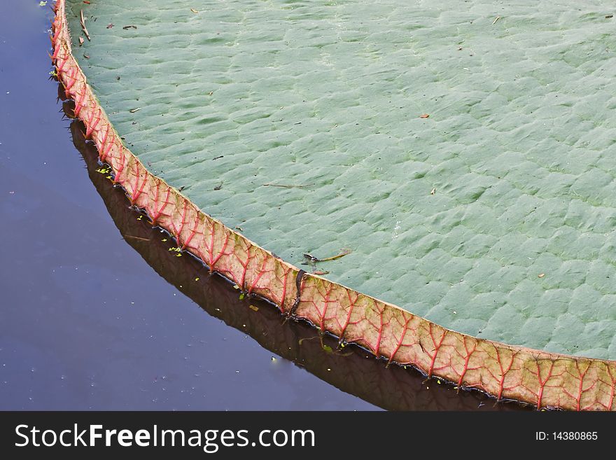 Lotus leaf on water image