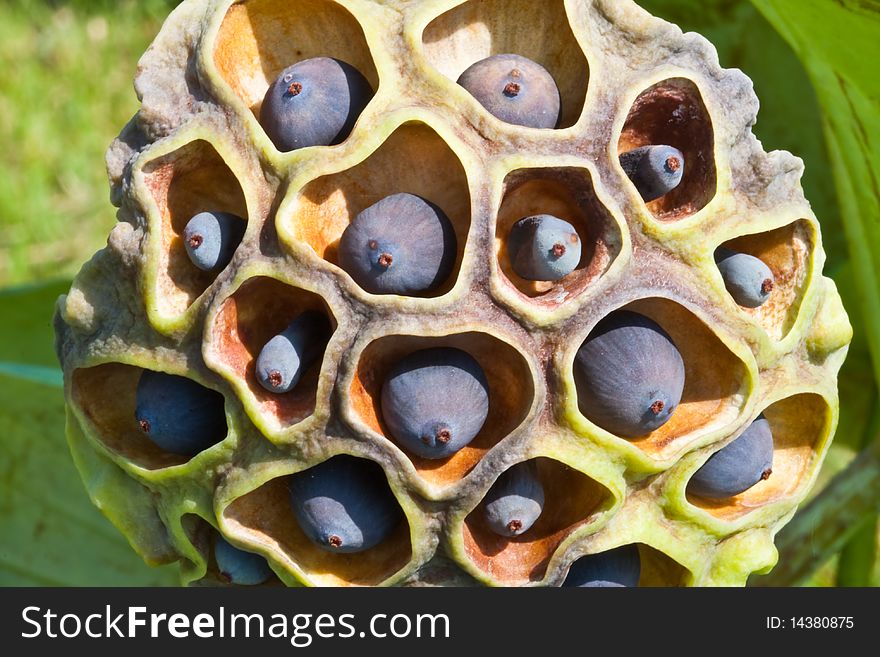 Lotus seed on leaf background image