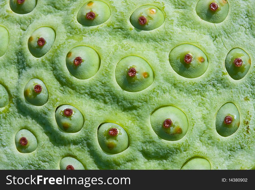 Close up of green lotus seed image