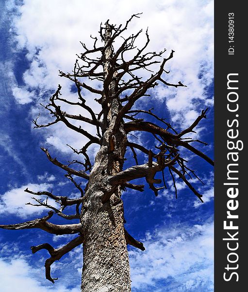 A large dead pine stands against the blue sky. A large dead pine stands against the blue sky.