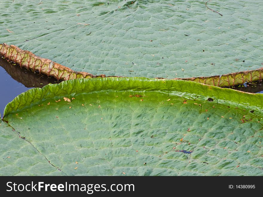 Half two lotus leaf on water image