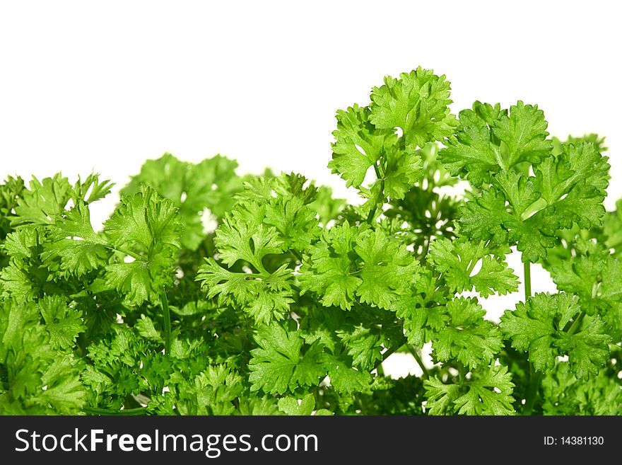 Parsley isolated on a white background. Parsley isolated on a white background.