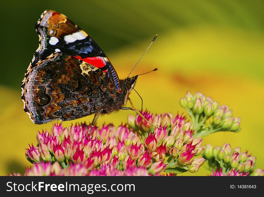 Red Admiral From The Side