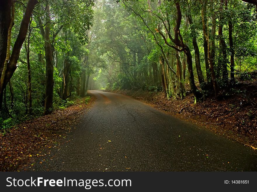 A misty forest road in Kangaroo Valley Australia. A misty forest road in Kangaroo Valley Australia