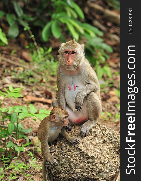 Two monkeys,mother and baby sit on the rock. Two monkeys,mother and baby sit on the rock