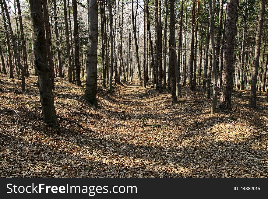 Picture of a path in the forest which is covered by the leafs. Picture of a path in the forest which is covered by the leafs