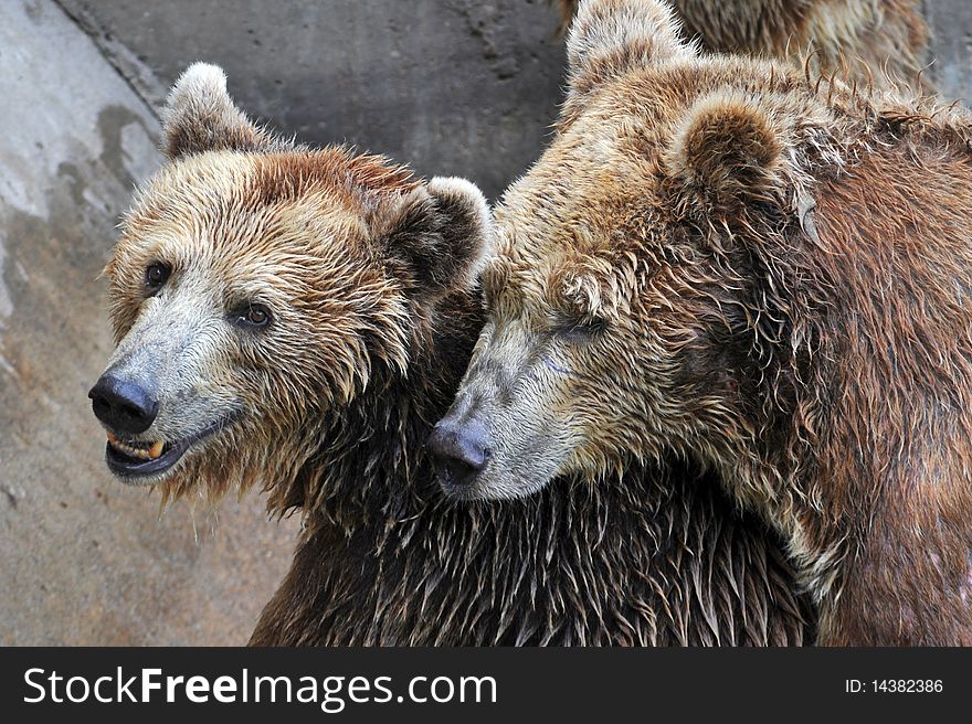 A couple of brown bear live together in the zoo. A couple of brown bear live together in the zoo