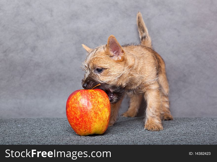 Puppy with apple.