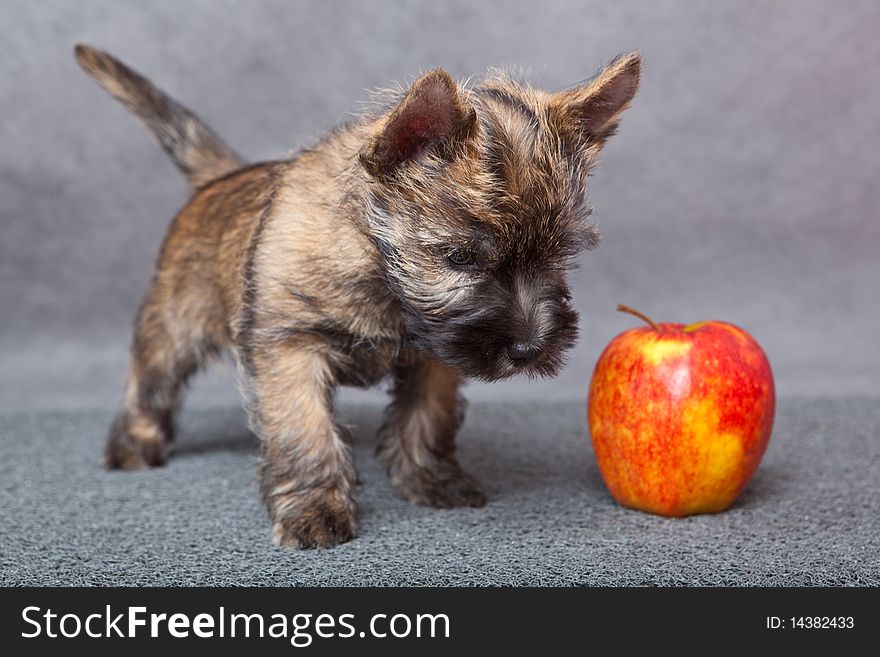 Puppy With Apple.