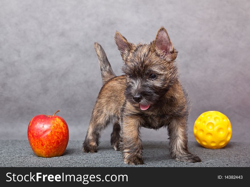 Cute puppy with apple. Studio.