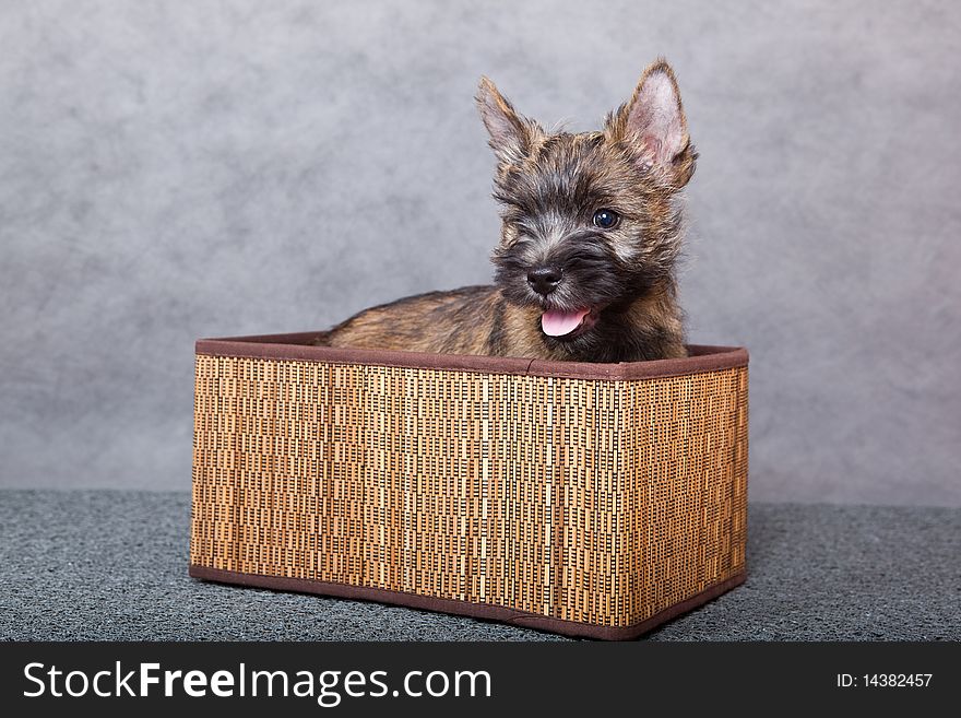 Little puppy in brown basket. Little puppy in brown basket.