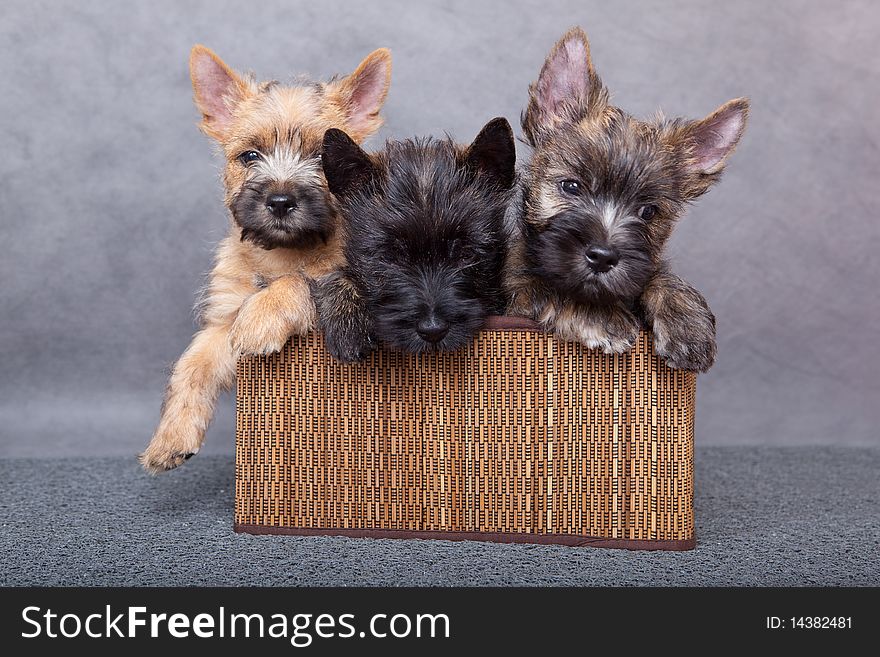 Little puppy in brown basket. Little puppy in brown basket.