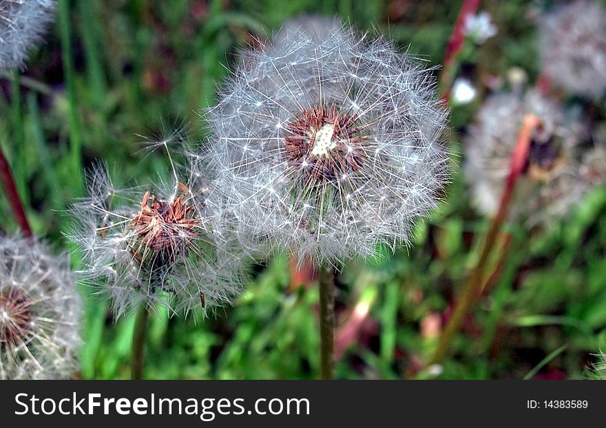A number of dandelions in close-up