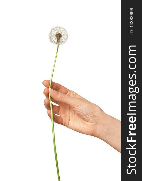 Woman holding dandelion in the hand