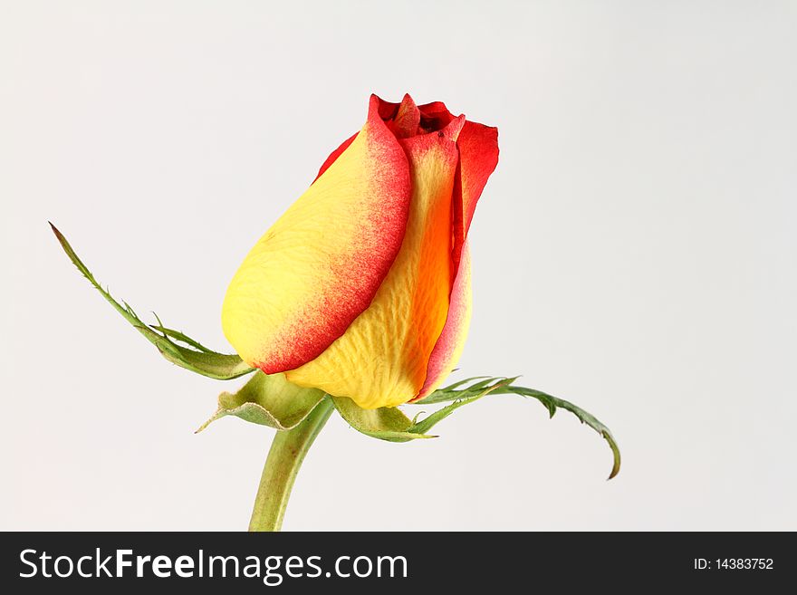 Detail of red-yellow rose on white background. Detail of red-yellow rose on white background.