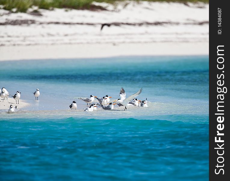 Terns and pelicans on the beach in Florida