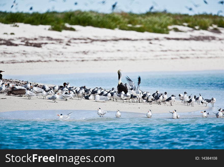 Terns and pelicans on the beach in Florida