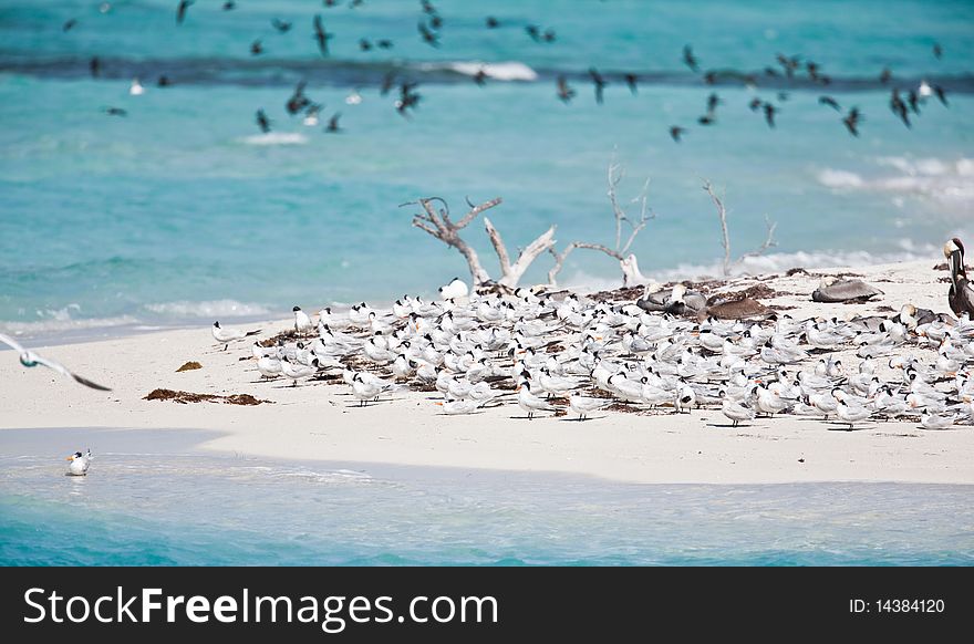 Terns and pelicans on the beach in Florida