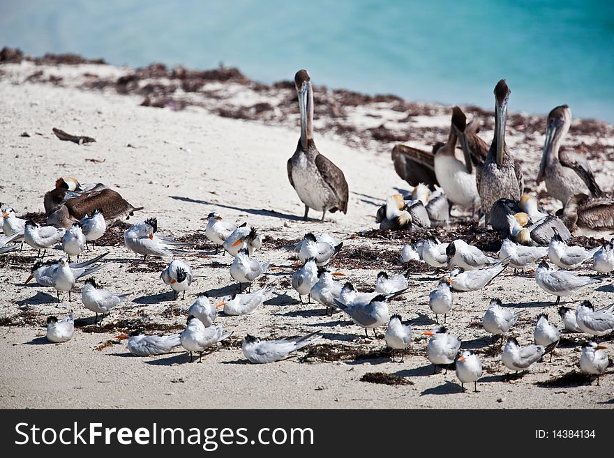 Terns and pelicans on the beach in Florida