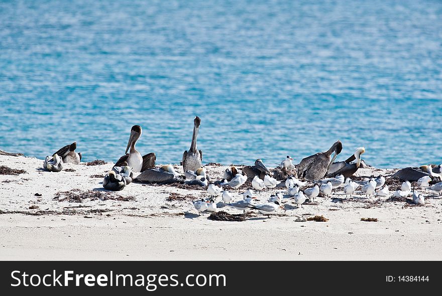 Terns and pelicans on the beach in Florida