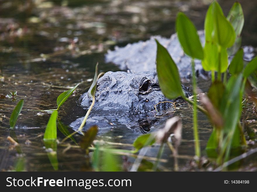Photograph of an alligator native to Florida