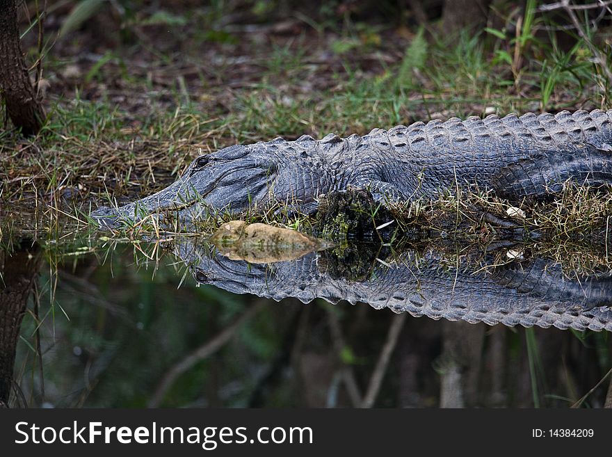 Photograph of an alligator native to Florida