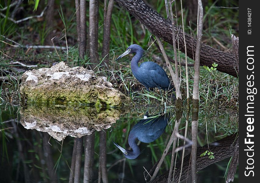 Little Blue Heron in the swampy marsh
