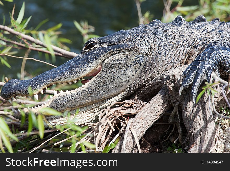 Photograph of an alligator in Florida