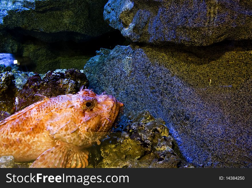 A deadly scorpionfish laying in the bottom of the aquarium. A deadly scorpionfish laying in the bottom of the aquarium