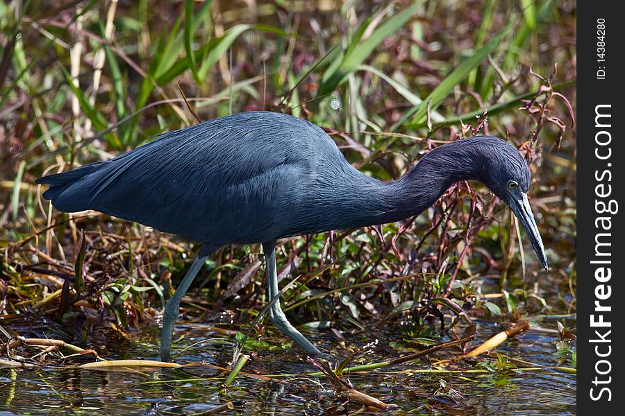 Little Blue Heron in a swampy marsh