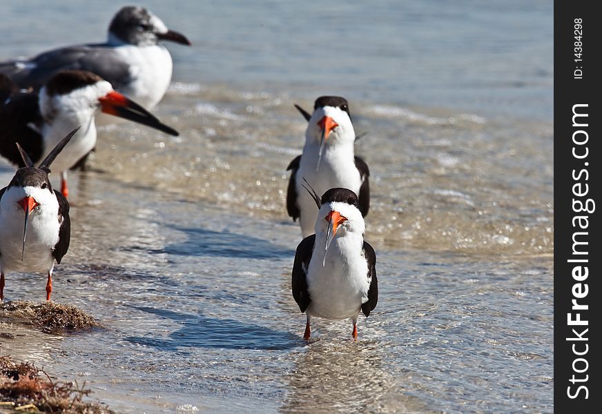Black skimmers during February in Florida